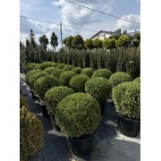Самшит дрібнолистий «Фолкнер» (Buxus microphylla 'Faulkner') d 70 см
